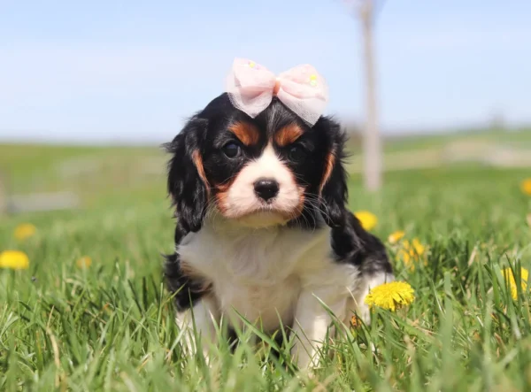 Cavalier puppy playing in lush green grass with yellow dandelions all around.