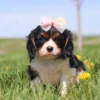 Adorable Cavalier pup chasing dandelions in a grassy field on a sunny day.
