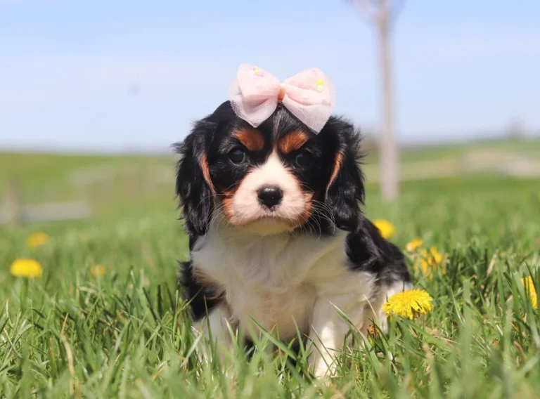 Adorable Cavalier pup chasing dandelions in a grassy field on a sunny day.