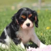 Small Cavalier puppy sniffing a dandelion while sitting in the grass.