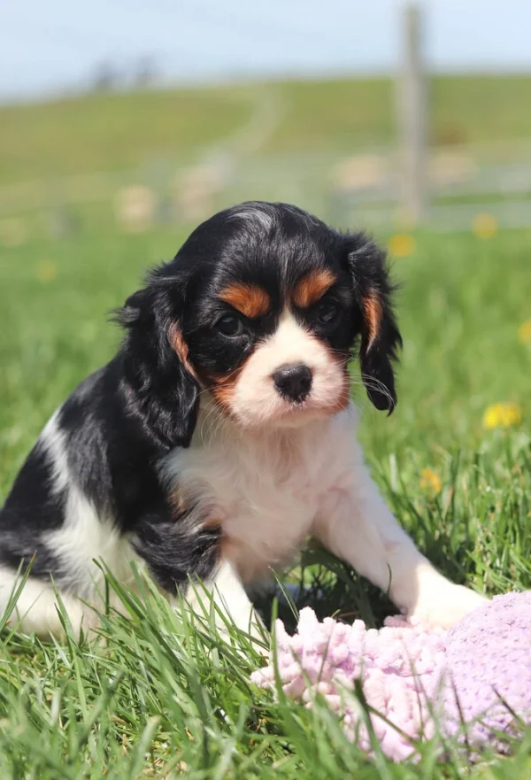 Small Cavalier puppy sniffing a dandelion while sitting in the grass.