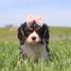 Playful Cavalier dog rolling in a grassy yard dotted with blooming dandelions.