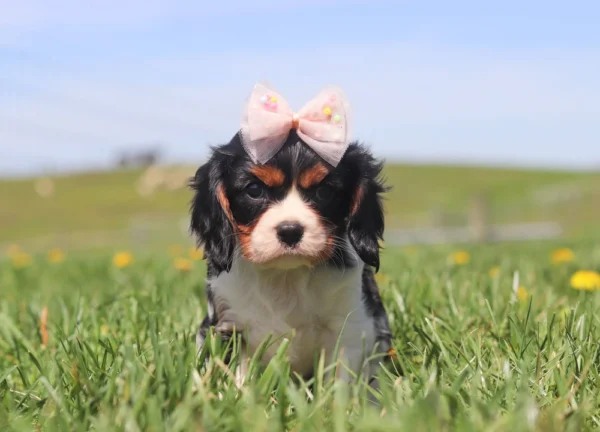 Playful Cavalier dog rolling in a grassy yard dotted with blooming dandelions.