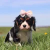 Cavalier King Charles Spaniel puppy enjoying a spring day in the grass.