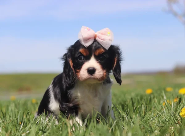 Cavalier King Charles Spaniel puppy enjoying a spring day in the grass.