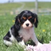 Curious Cavalier pup surrounded by dandelions in a sunny backyard.