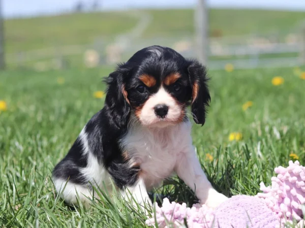 Curious Cavalier pup surrounded by dandelions in a sunny backyard.