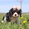 Young Cavalier puppy exploring a field of grass and yellow wildflowers.