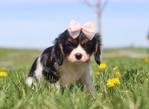 Young Cavalier puppy exploring a field of grass and yellow wildflowers.