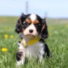 Tricolored Cavalier puppy resting in the grass surrounded by yellow dandelions.