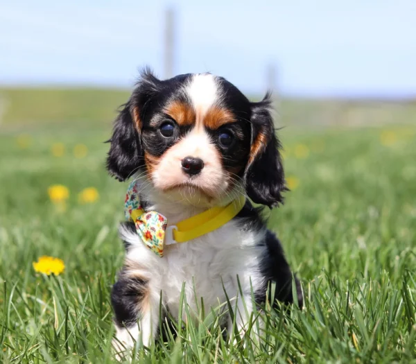 Tricolored Cavalier puppy resting in the grass surrounded by yellow dandelions.