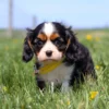Black, white, and tan Cavalier pup exploring a grassy yard with blooming dandelions.
