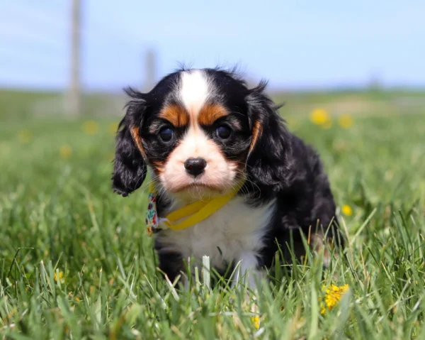 Black, white, and tan Cavalier pup exploring a grassy yard with blooming dandelions.