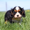 Cavalier King Charles Spaniel puppy sniffing dandelions in tall green grass.