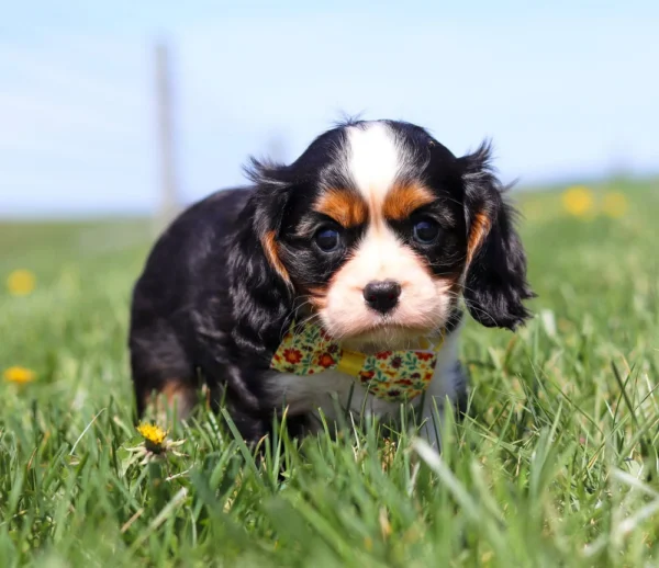 Cavalier King Charles Spaniel puppy sniffing dandelions in tall green grass.