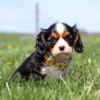 Tricolor Cavalier puppy looking playful in a field of yellow dandelions.