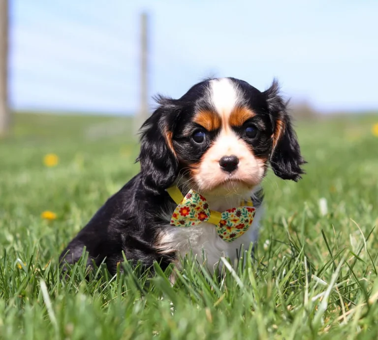 Tricolor Cavalier puppy looking playful in a field of yellow dandelions.