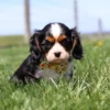Adorable Cavalier pup sitting among dandelions on a sunny spring day.