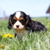 Small tricolored puppy playing joyfully in the grass with scattered yellow flowers.
