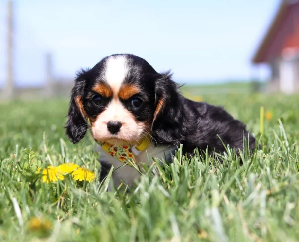 Small tricolored puppy playing joyfully in the grass with scattered yellow flowers.