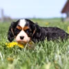 Bright-eyed tricolor Cavalier nestled in soft grass and dandelions.