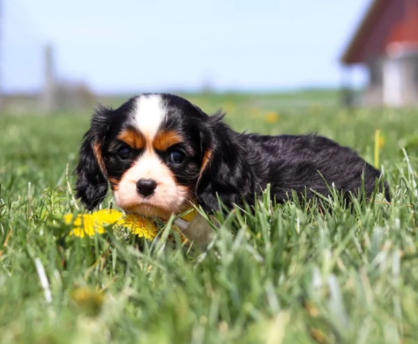 Bright-eyed tricolor Cavalier nestled in soft grass and dandelions.