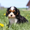 Floppy-eared Cavalier puppy enjoying a grassy meadow full of dandelions.