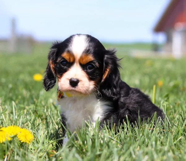 Floppy-eared Cavalier puppy enjoying a grassy meadow full of dandelions.