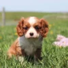 Adorable chestnut and white Cavalier pup playing in a dandelion-filled yard.