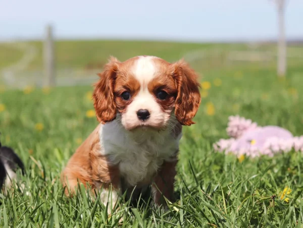 Adorable chestnut and white Cavalier pup playing in a dandelion-filled yard.