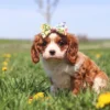 Blenheim-colored Cavalier sniffing a dandelion in a sunny green field.