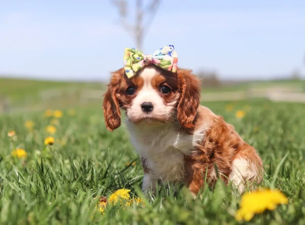 Blenheim-colored Cavalier sniffing a dandelion in a sunny green field.