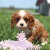 Young Blenheim Cavalier pup exploring tall grass dotted with yellow flowers.