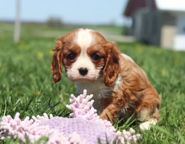 Young Blenheim Cavalier pup exploring tall grass dotted with yellow flowers.