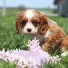 Fluffy Cavalier puppy basking in the sun among dandelions and spring grass.