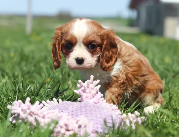 Fluffy Cavalier puppy basking in the sun among dandelions and spring grass.