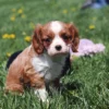 Cheerful Blenheim-colored pup rolling playfully in a field of grass and dandelions.