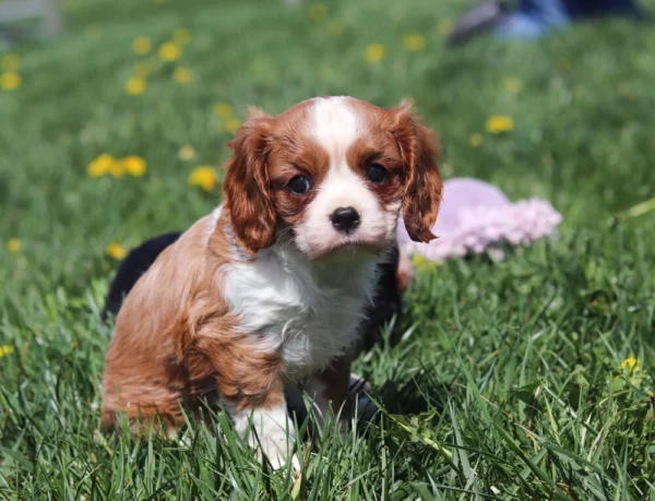 Cheerful Blenheim-colored pup rolling playfully in a field of grass and dandelions.