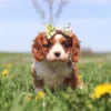 Cavalier King Charles puppy with a white and chestnut coat sitting in the grass near blooming dandelions.