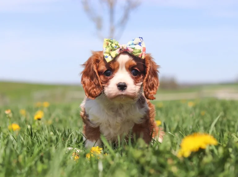 Cavalier King Charles puppy with a white and chestnut coat sitting in the grass near blooming dandelions.