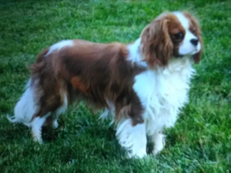 Father Cavalier named Rosco