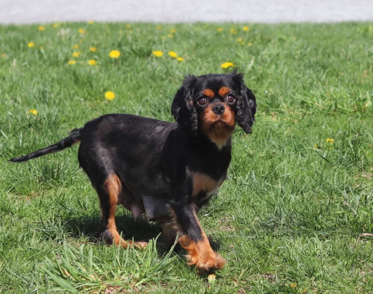 Female Cavalier named Willow