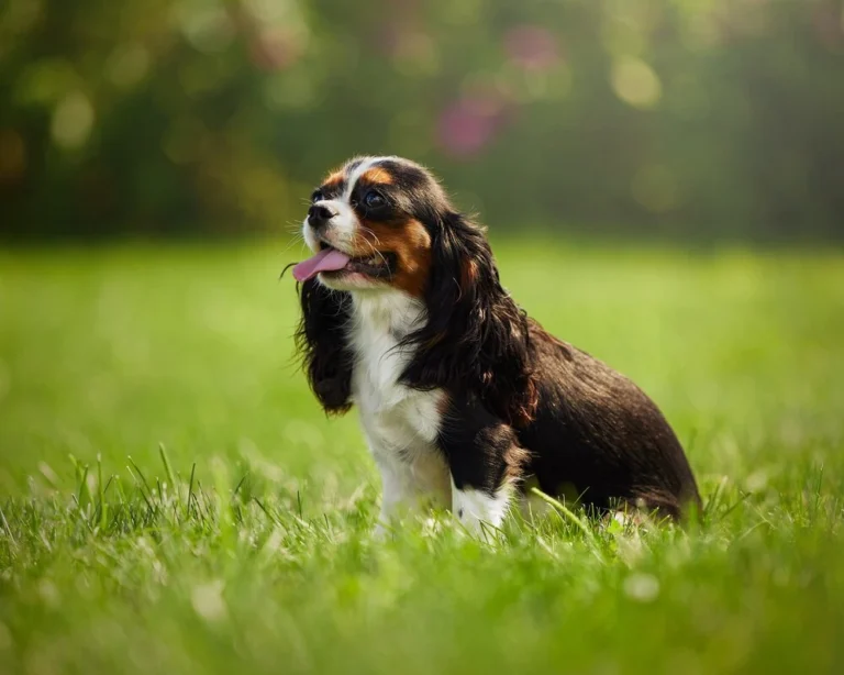Princes Rose the Cavalier female of My Cavalier Pups