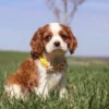 Brown and white Cavalier puppy