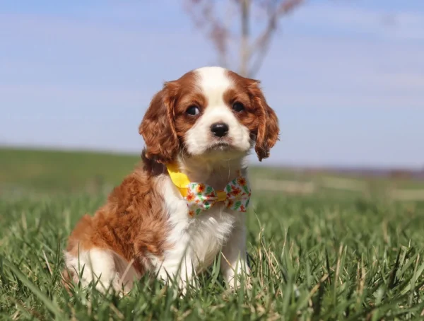 Brown and white Cavalier puppy