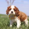 Brown and white Cavalier puppy with yellow ribbon