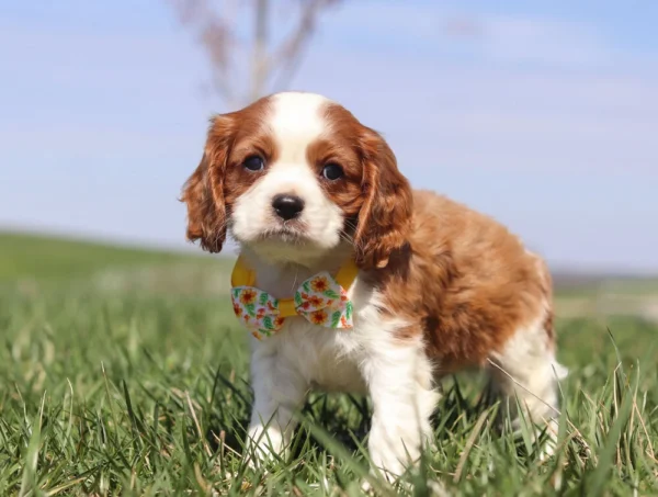 Brown and white Cavalier puppy with yellow ribbon