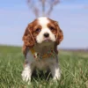 Brown and white Cavalier puppy on the lawn