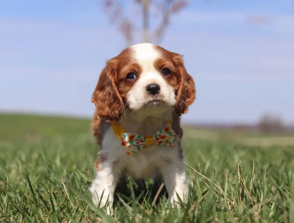 Brown and white Cavalier puppy on the lawn