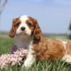 Brown and white Cavalier puppy playing with toy